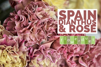 Spain National Flower: Carnations